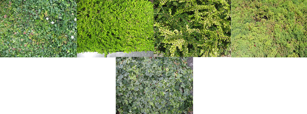 vegetation